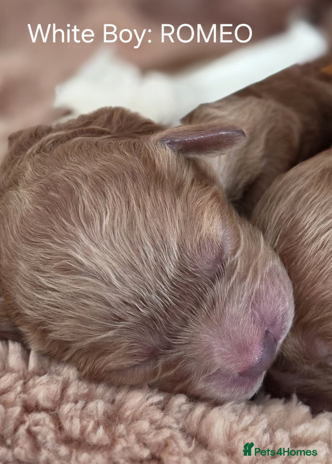 Cavapoo dogs for sale: Cavapoo's - Advert 6