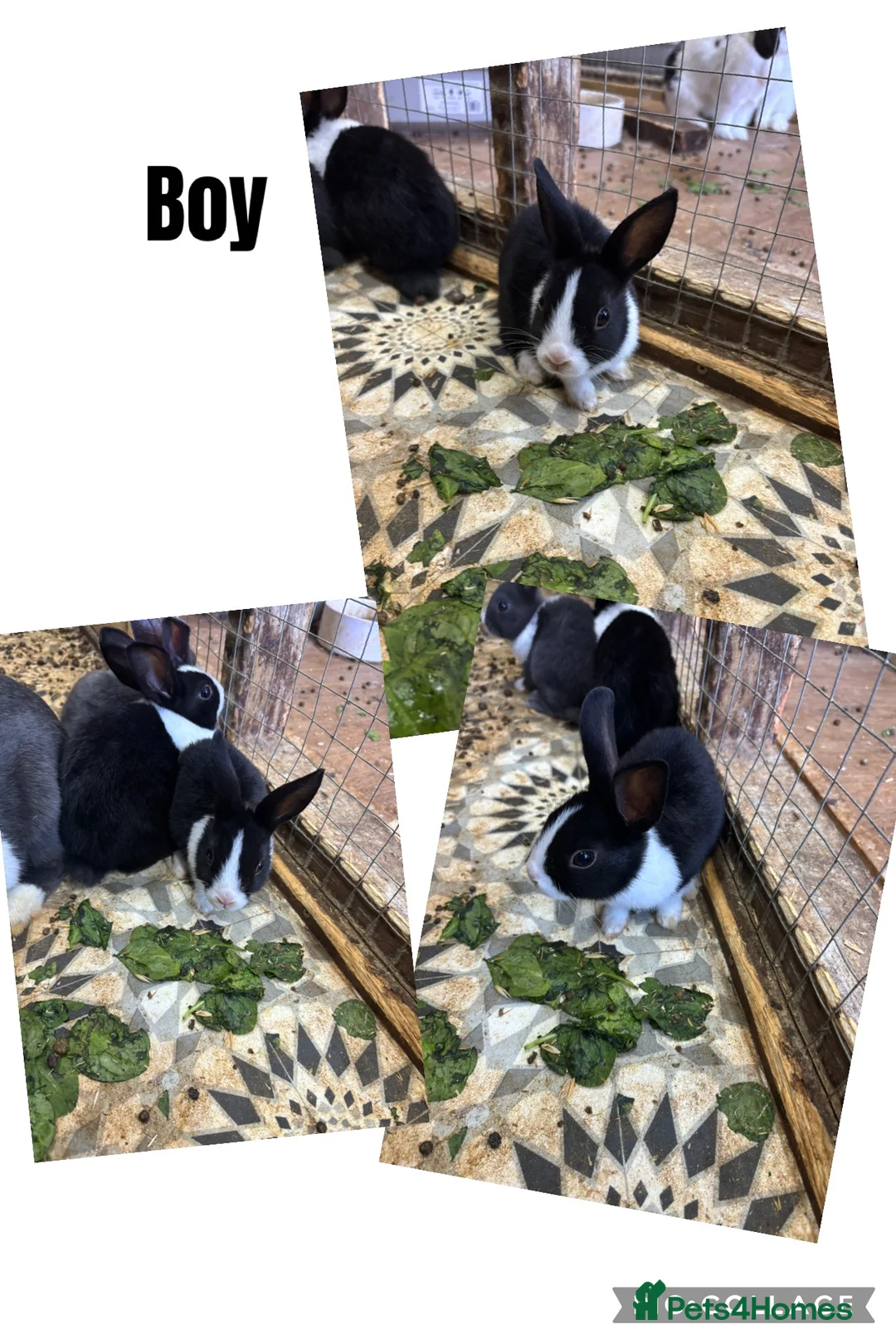 Dutch rabbits for sale: 🐰 Mixed Dutch Baby Rabbits for Sale 🐰 - Advert 2