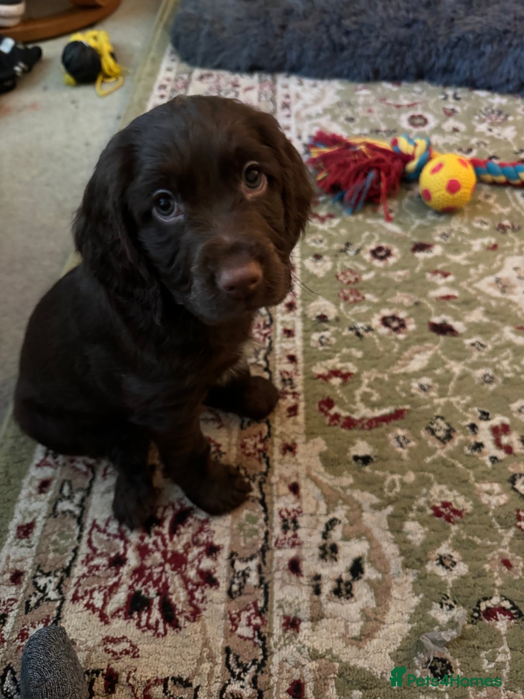 Cocker Spaniel dogs for sale: Beautiful Chocolate Working Cockers - Last 2 boys - Advert 9