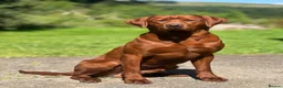 Labrador Retriever dogs for stud: PROVEN DARK RED FULLY HEALTH TESTED LABRADOR STUD - Advert 1