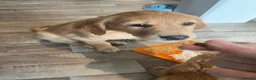 Golden Retriever dogs for sale: Beautiful family raised fox red golden retriever.  - Advert 8