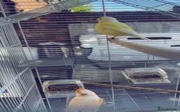 Canaries birds for sale: two canaries in pairs  - Image 3