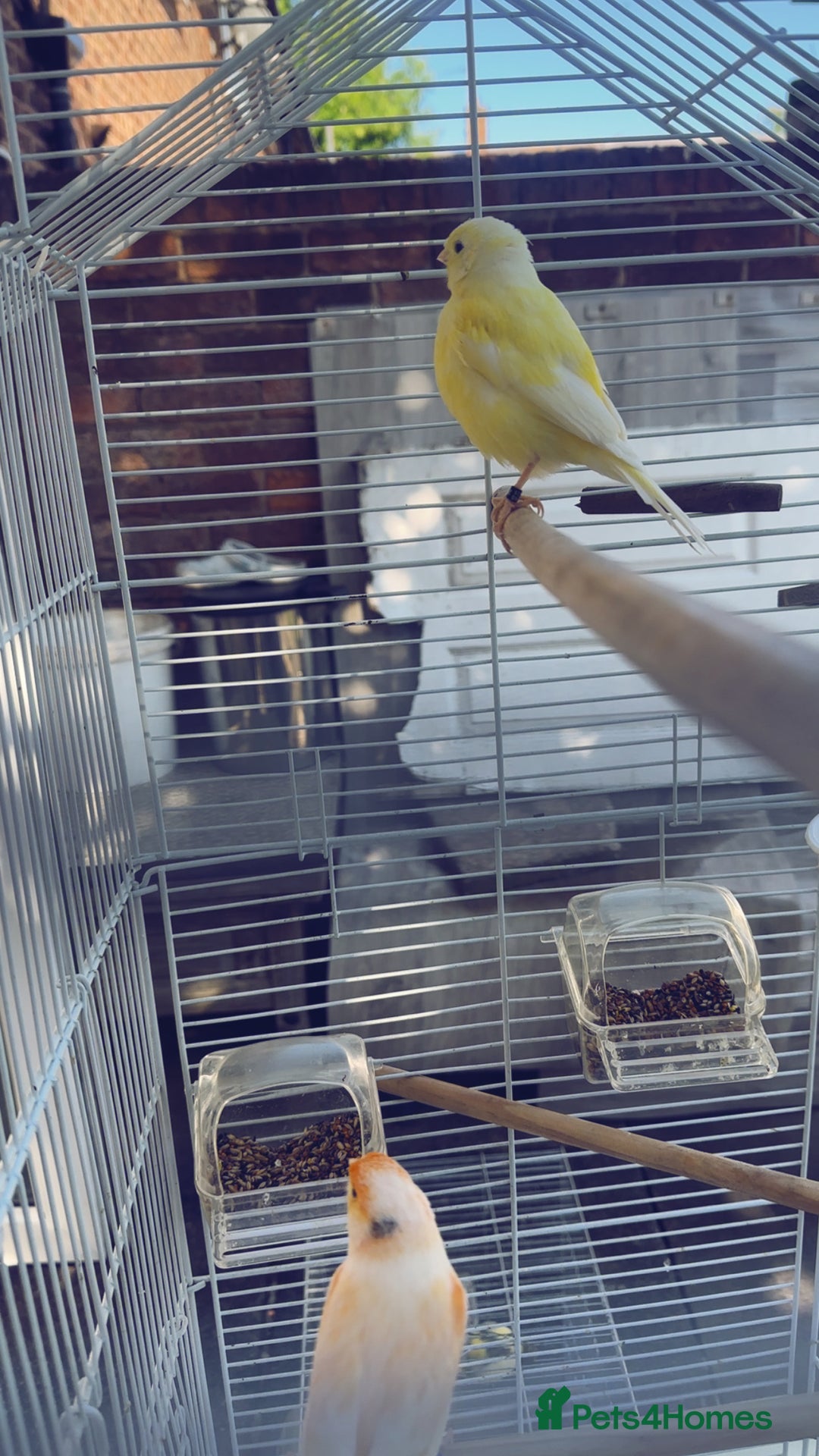 Canaries birds for sale: two canaries in pairs  - Image 3