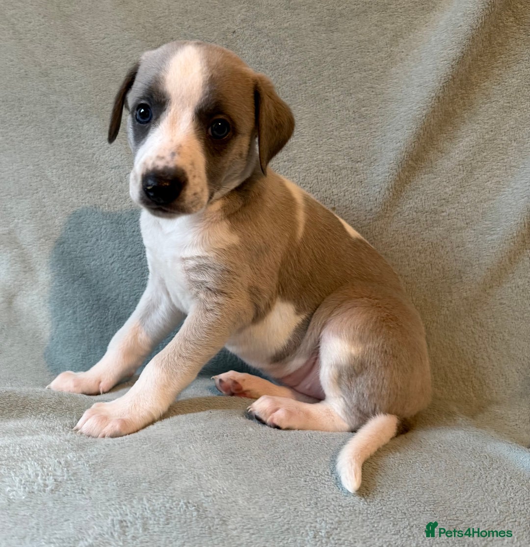 Whippet dogs for sale: Stunning whippet puppies - Image 2