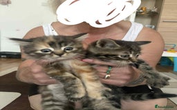 European cats for sale: Beautiful kittens  - Image 6