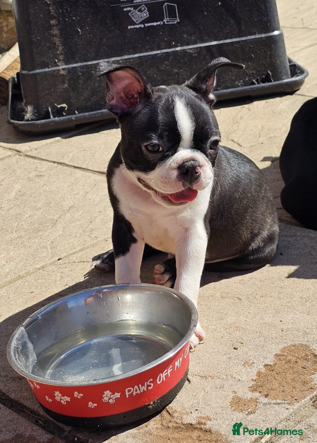 Boston Terrier dogs for sale: REDUCED!! Boston terriers DELIVERY!. - Image 10
