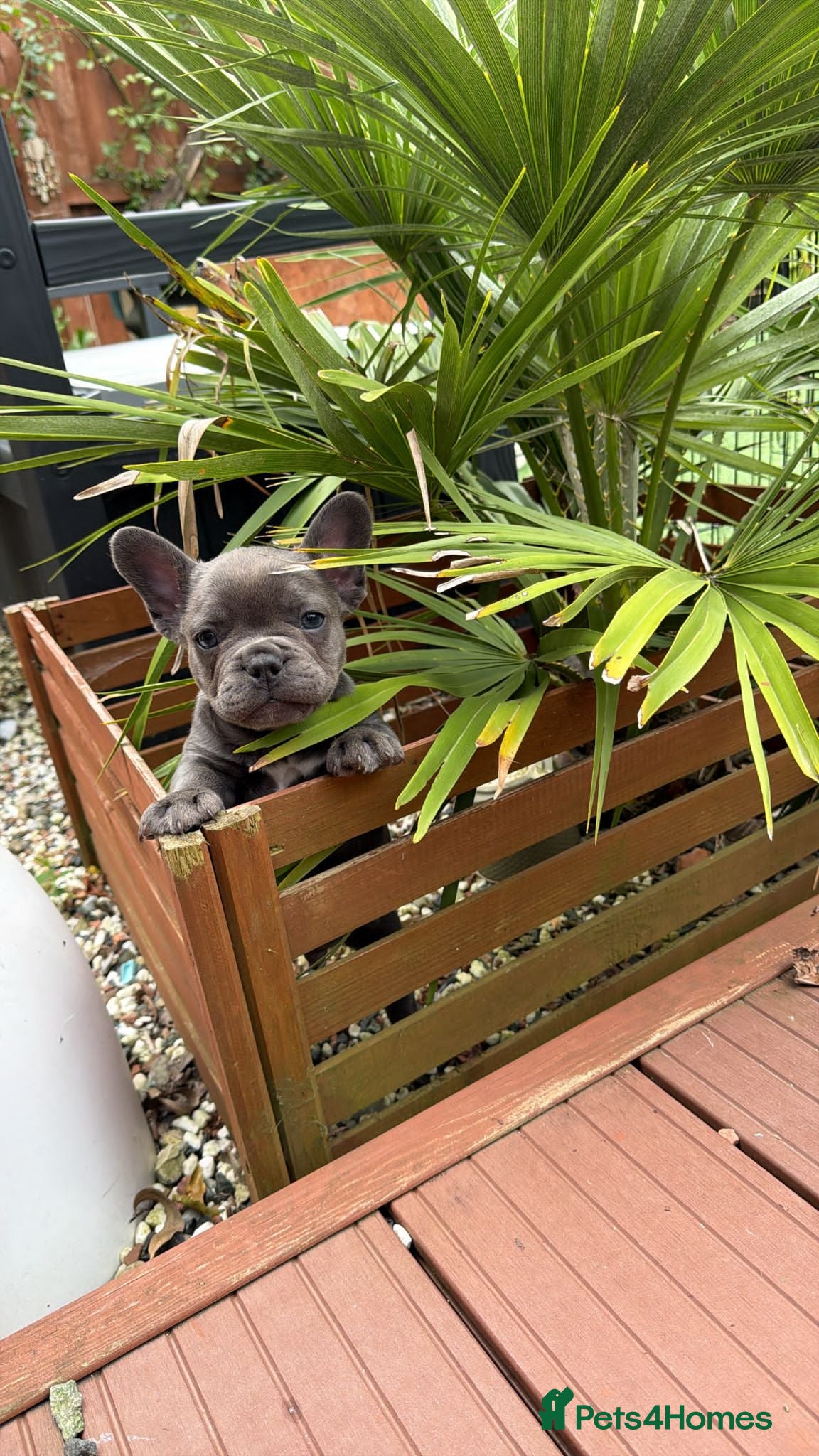 French Bulldog dogs Beautiful  KC registered French bulldog puppies  - Advert 7