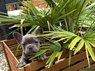 French Bulldog dogs *Last two*KC registered French bulldog puppies - Advert 2