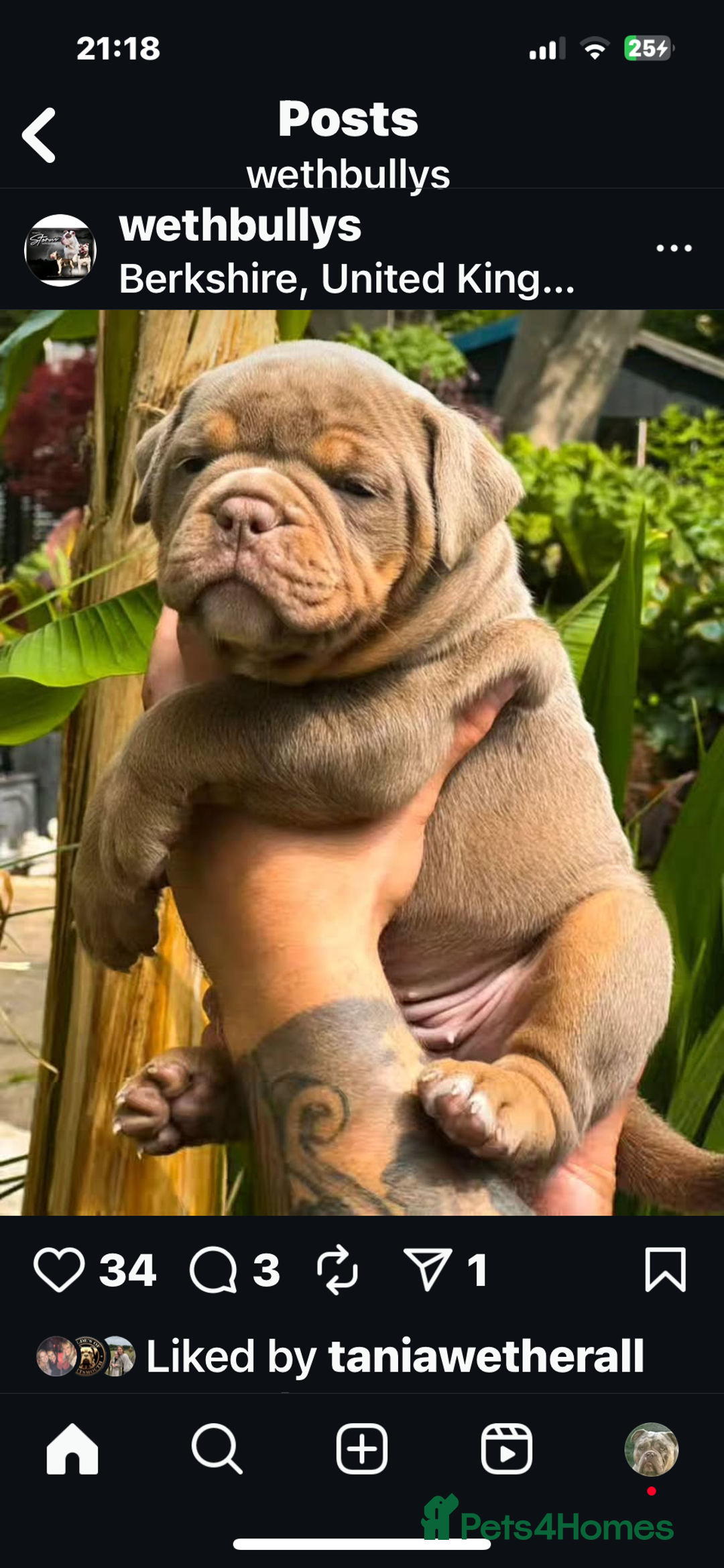 Olde English Bulldogge dogs for stud: Olde English bulldog stud  - Image 8