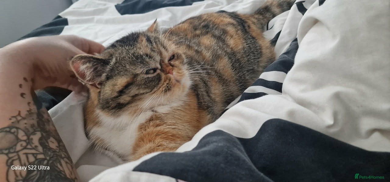 British Shorthair cats for sale: 8 months Female exotic shorthair  - Advert 4