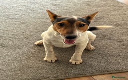 Fox Terrier dogs for adoption: Sweet Mizzo looking for LOVE - Image 11