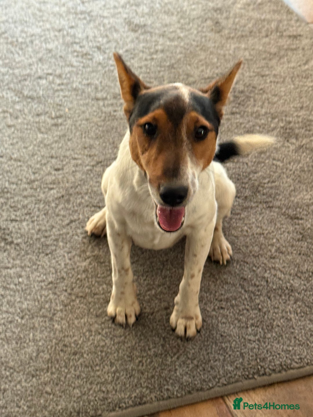 Fox Terrier dogs for adoption: Sweet Mizzo looking for LOVE - Image 11