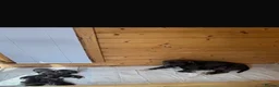 Staffordshire Bull Terrier dogs for sale: Blue staffordshire bull terrier puppies - Advert 4