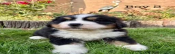 Bernese Mountain Dog dogs for sale: BEAUTIFUL BERNESE MOUNTAIN DOG PUPPIES-4 BOYS !!! - Advert 17