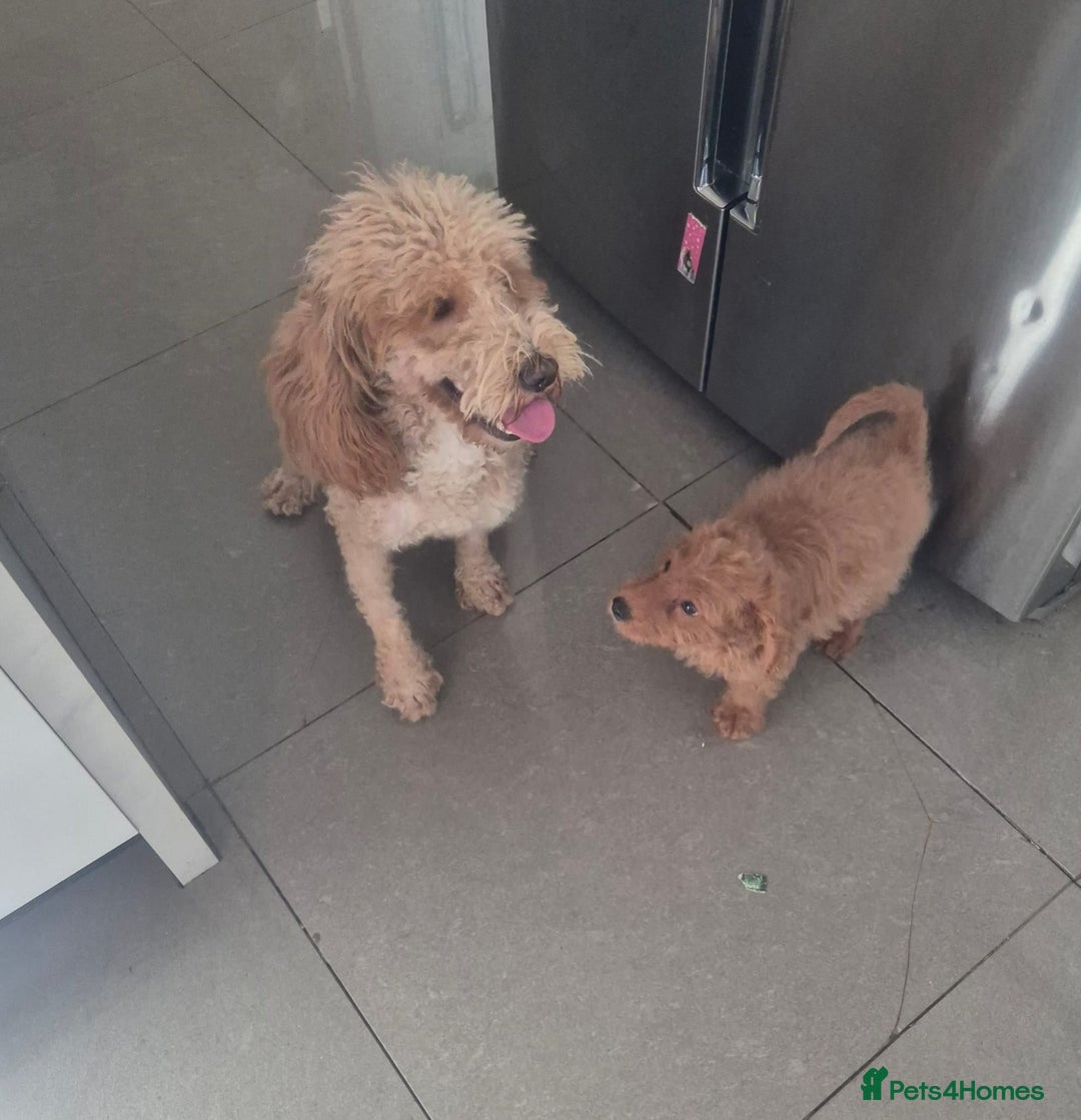 Cockapoo dogs for sale: Last f1B girl ready now - fully vac - Image 7