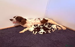 English Springer Spaniel dogs for sale: Springer spaniel pups  - Image 4