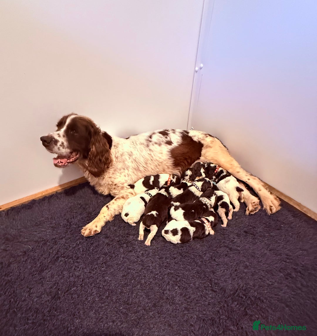 English Springer Spaniel dogs for sale: Springer spaniel pups  - Image 4
