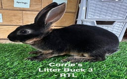 Rex rabbits for sale: Black and Tan Mini Rex  - Image 29