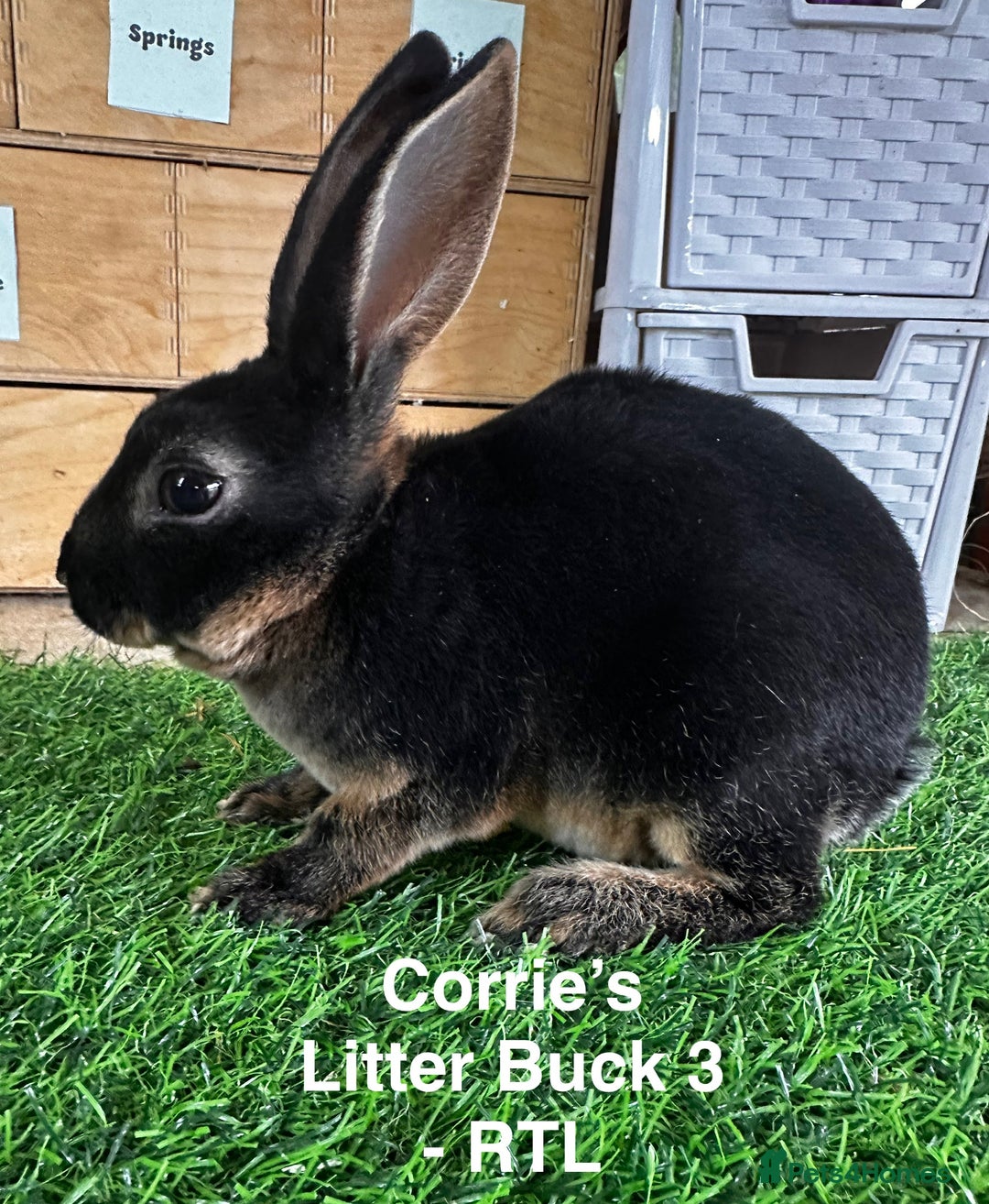 Rex rabbits for sale: Black and Tan Mini Rex  - Image 29