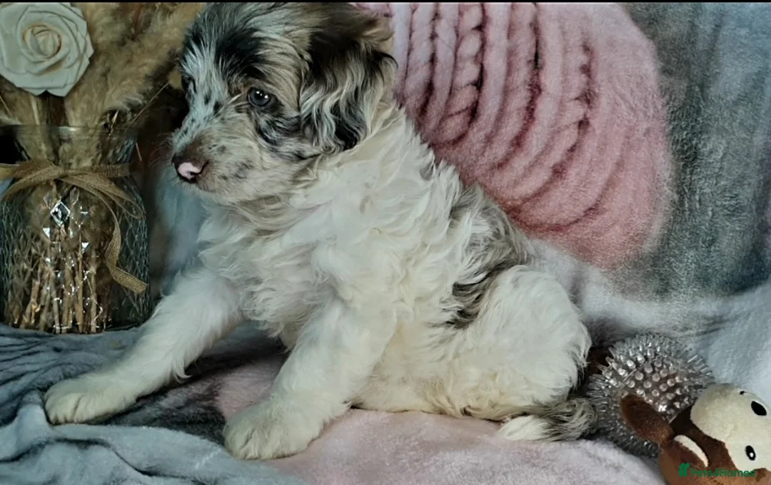 Mixed Breed dogs for sale: STUNNING RARE COLOURS F1B GOLDENDOODLE LITTER - Advert 27