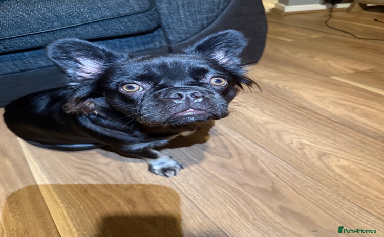 French Bulldog dogs - Advert 2