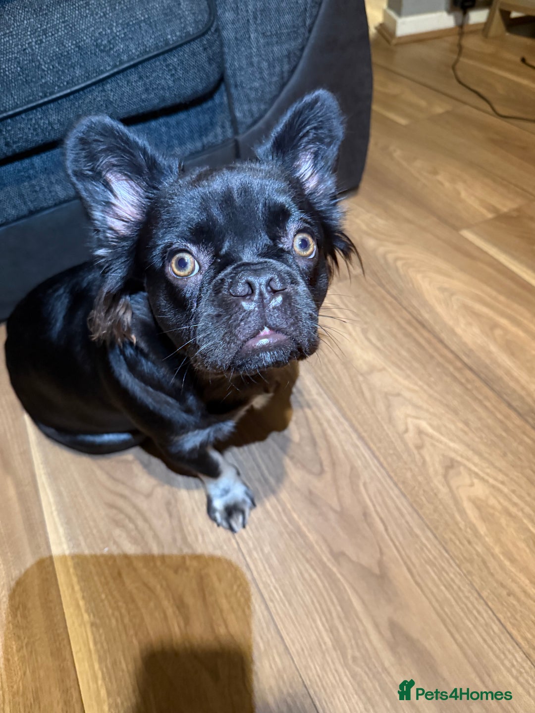 French Bulldog dogs for sale: Fluffy frenchie luna  - Image 1
