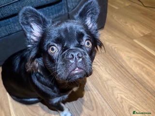 French Bulldog dogs - Advert 25