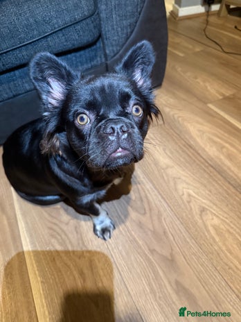 French Bulldog dogs - Advert 21