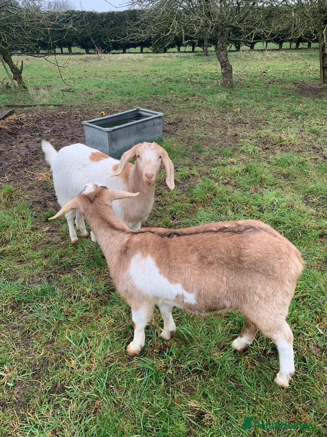 Goats livestock for sale: 2 Nannies -Anglo Nubian x Boar - Advert 2