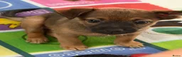 Mexican Hairless dogs for sale: NEW intermediate naked boy 2000 read the advert. - Advert 10