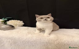 British Shorthair cats for sale: FULL PEDIGREE, REGISTERED BSH - Image 3