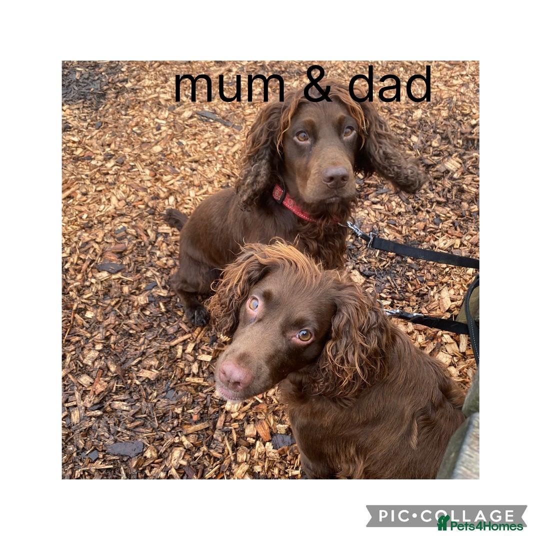 Cocker Spaniel dogs for sale: 1 MALE KC DNA CLEAR PUP TO RESERVE - Advert 8