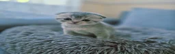 Scottish Fold cats for sale: Scottish Fold/ Straight kittens  in Ripon - Advert 32