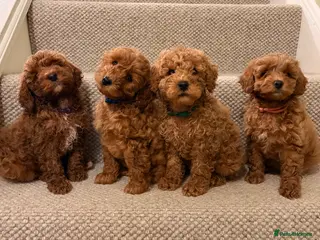 Cockapoo dogs Ready to leave beautiful cockapoo puppy’s - Advert 13