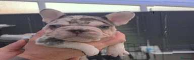 French Bulldog Puppy 5