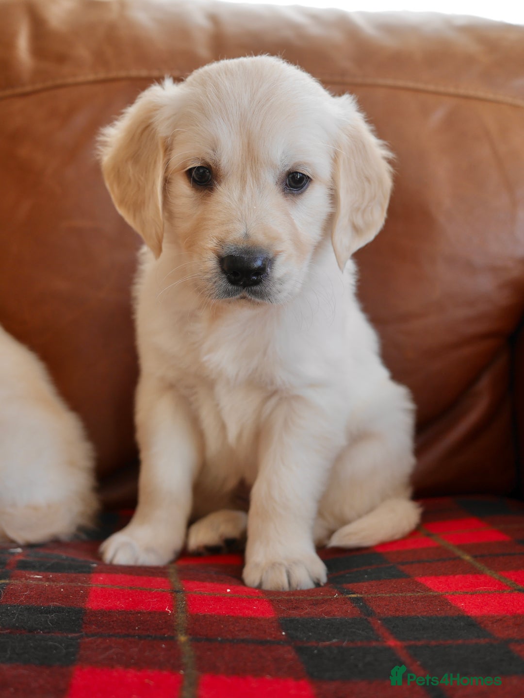 Golden Retriever dogs for sale: Quality KC Health Tested Golden Retriever Puppies - Advert 15