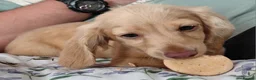 Miniature Dachshund dogs for sale: ✨️Longhaired Cream Male toy miniature Dachshund✨️ - Advert 10