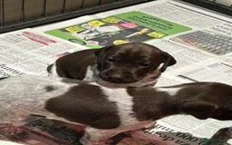 German Shorthaired Pointer dogs for sale: Gorgeous litter of German Shorthair puppies - Image 16