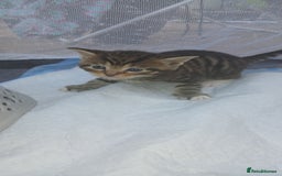 Bengal cats for sale: Male/Femal - Image 2