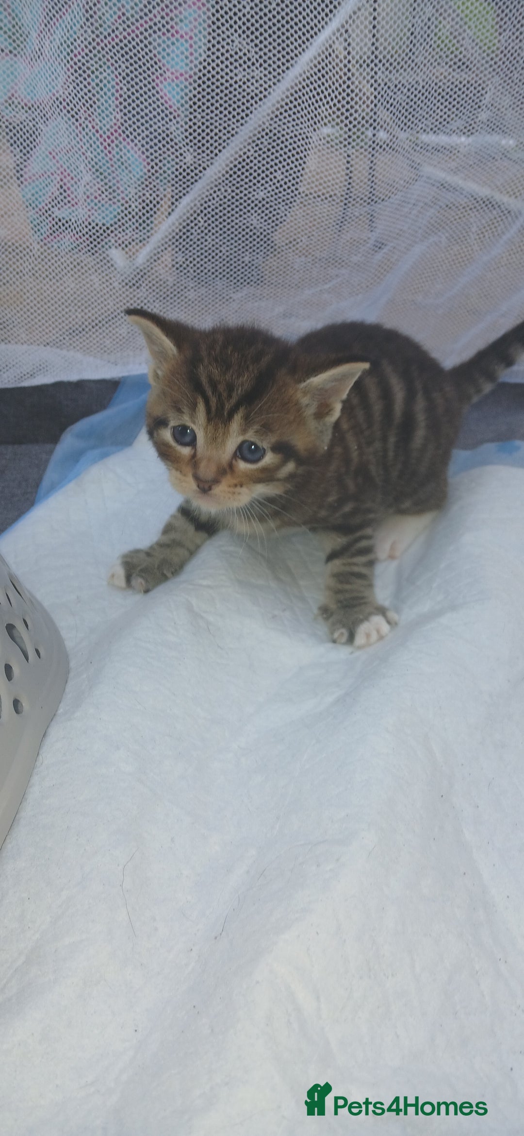 Bengal cats for sale: Male/Femal - Image 2