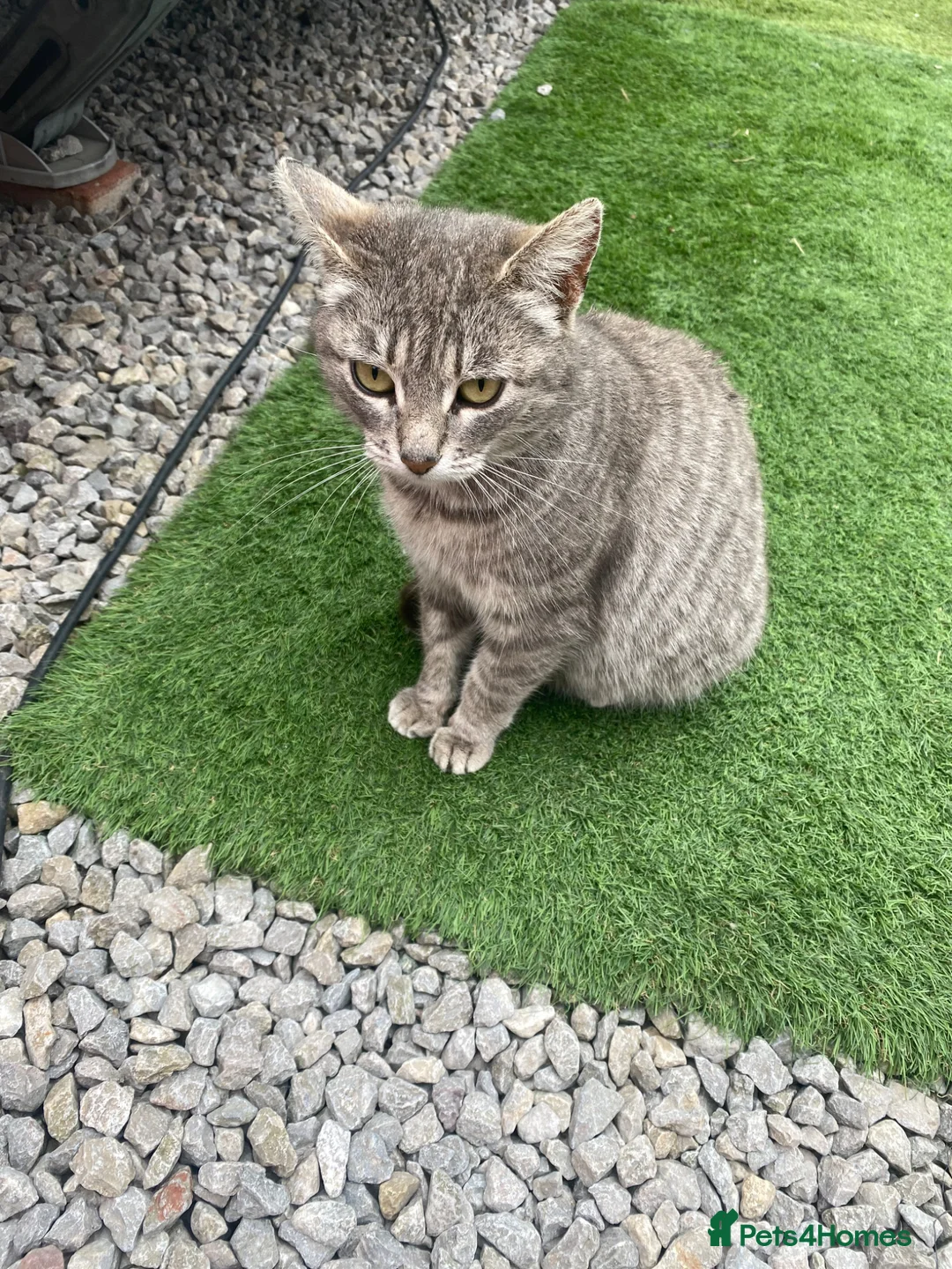 Mixed Breed cats for sale: For sale kittens  - Advert 8