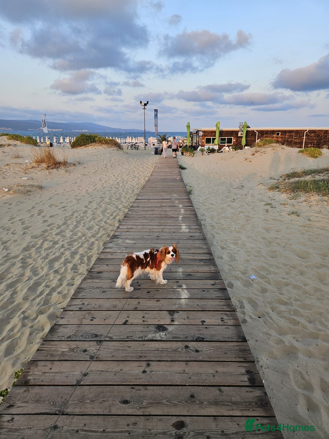 Cavalier King Charles Spaniel dogs for sale: Cavalier King Charles Spaniel 3 x puppies - Advert 6