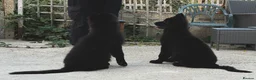 German Shepherd dogs for sale: KC Registered LONG HAIR GERMAN SHEPHERD PUPPIES - Advert 9
