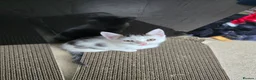 Mixed Breed cats for sale: Beautiful kitten  - Advert 2