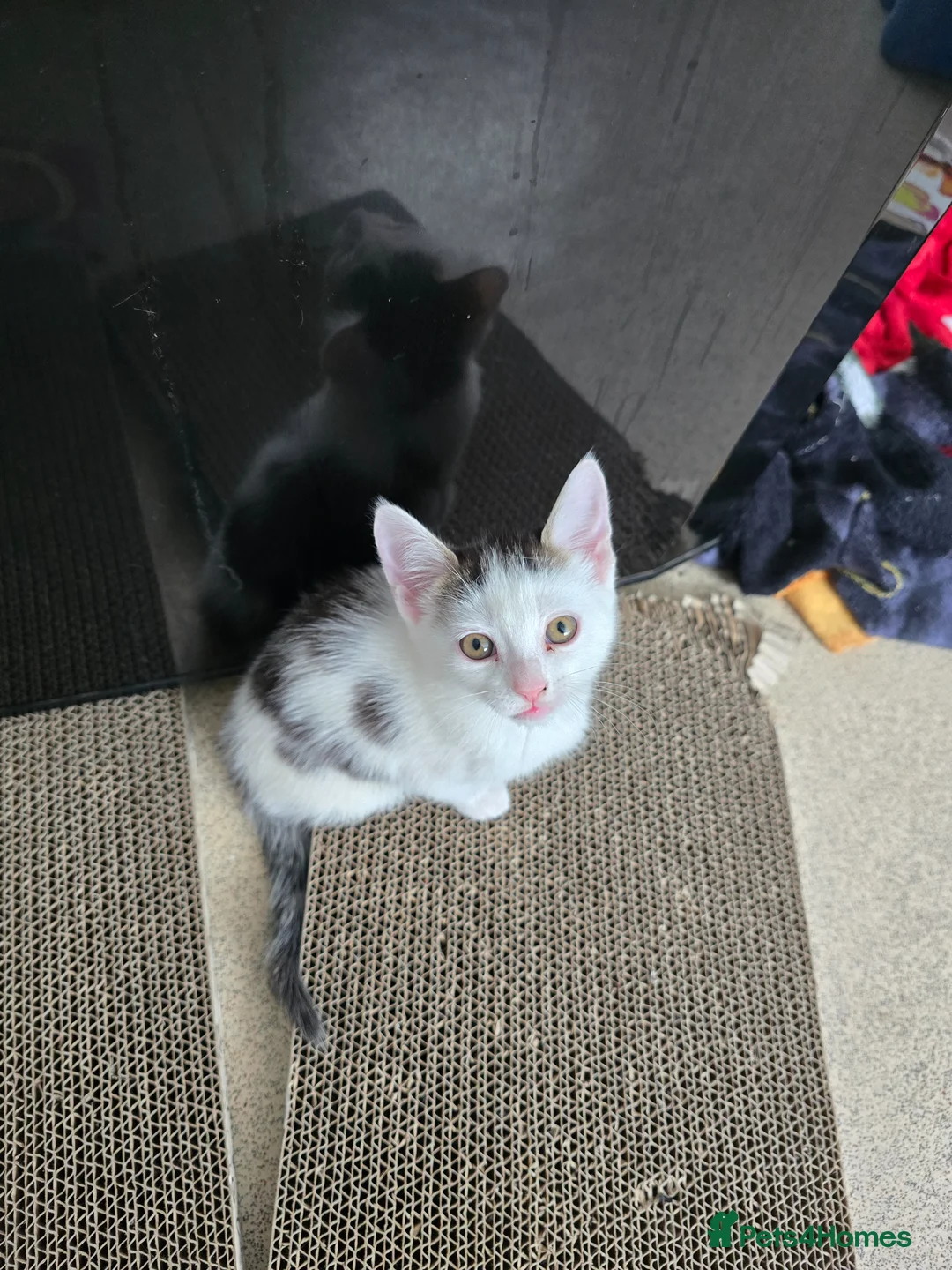 Mixed Breed cats for sale: Beautiful kitten  - Advert 2