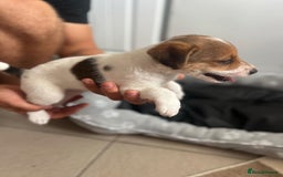 Jack Russell dogs for sale: 2 males puppies for sale - Image 7