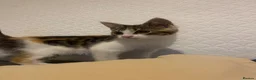 Mixed Breed cats for sale: Kitten for sale  - Advert 3