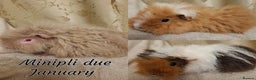 Guinea Pig rodents for sale: White Cali Baby Boars  - Advert 8