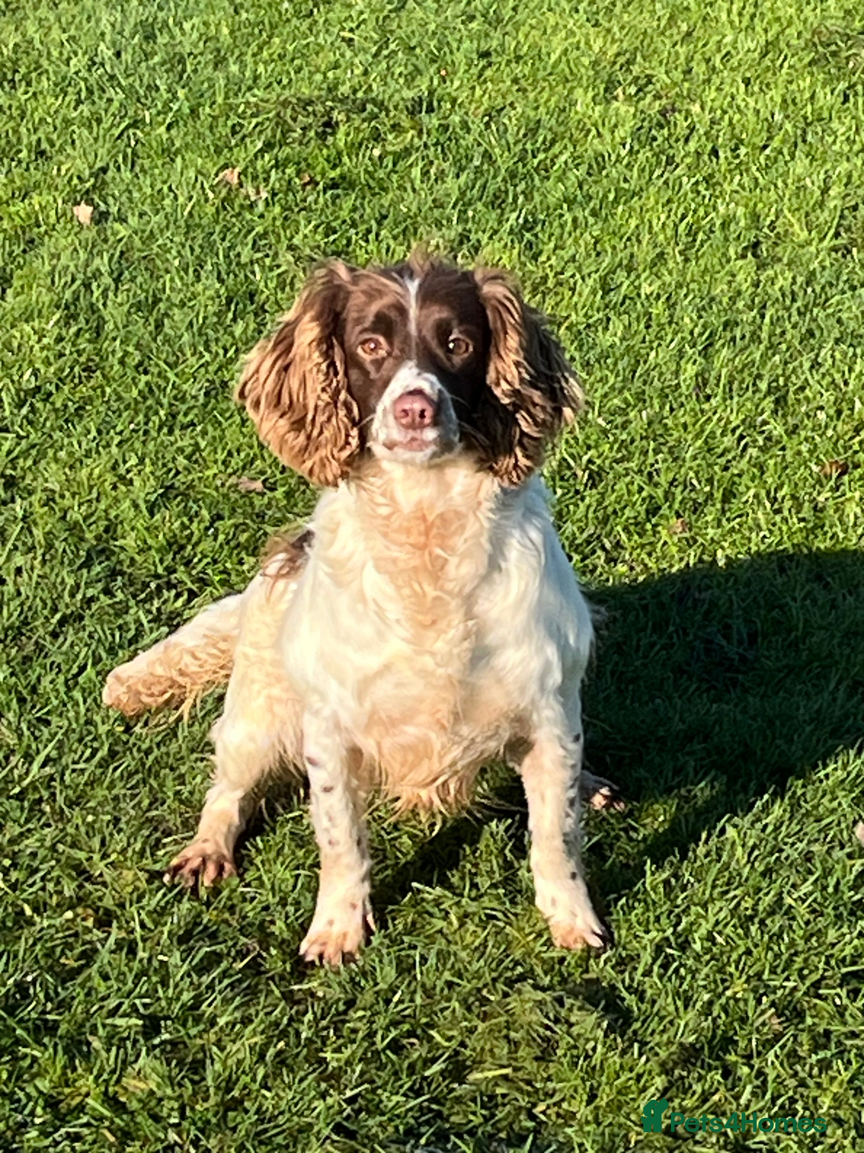 English Springer Spaniel dogs KC Registered Adult Female  - Advert 6