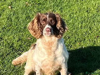 English Springer Spaniel dogs KC Registered Adult Female - Advert 6